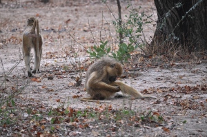 Baboon inspecting his wounds - Copy