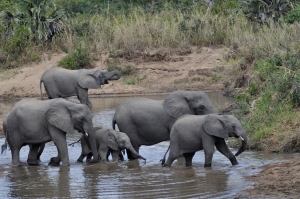 Elephant family cross the river (2)