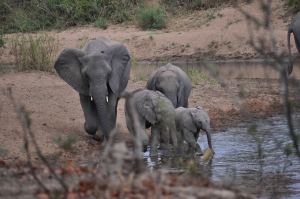 Elephant family cross the river