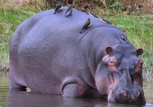 Hippo favourite