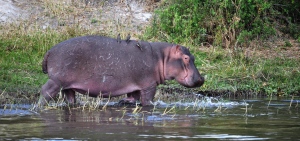 Hippo landscape