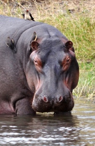 Hippo portrait (2)