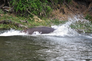 Hippo tsunami