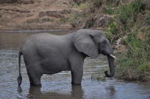 Tusker in the river