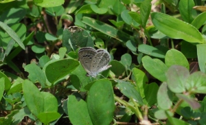 Butterfly Mystery Pondi
