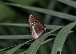 Common Crow Butterfly 2 Pondi 180813