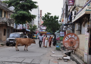 Cow street Pondi