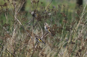 Juvenile Goldfinches Flagfen 100813
