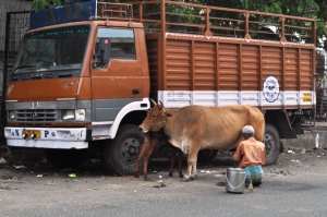 Milking roadside