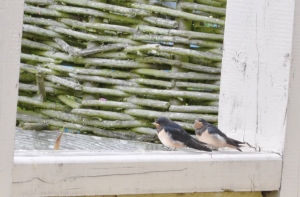 Pair of Swallows Flagfen 100813