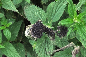 Small tortoiseshell Caterpillars on mass FlagFen 100813