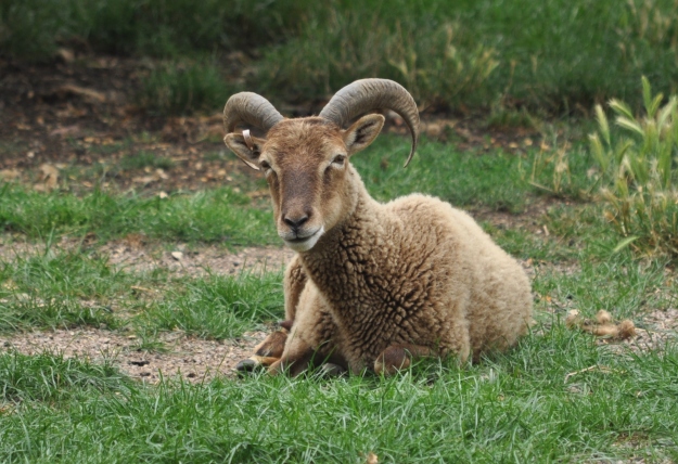 Soay Sheep Flagfen 100813